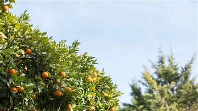Ruijinte、持続可能な世界的な農林業向けに AI 駆動のインテリジェント害虫モニタリング スイートをアップグレード